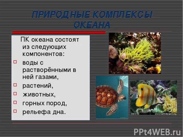 Природные компоненты суши. Природные комплексы суши и океана. Компоненты природных комплексов океана. Компоненты ПК суши. Природные комплексы суши и океана 7.