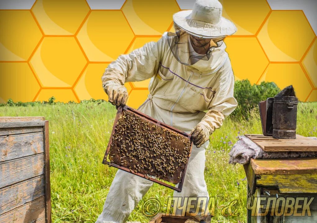 Песня пчела пчеловод. Пчеловод. Пчеловод обложка. Я пчела. Я пчеловод.