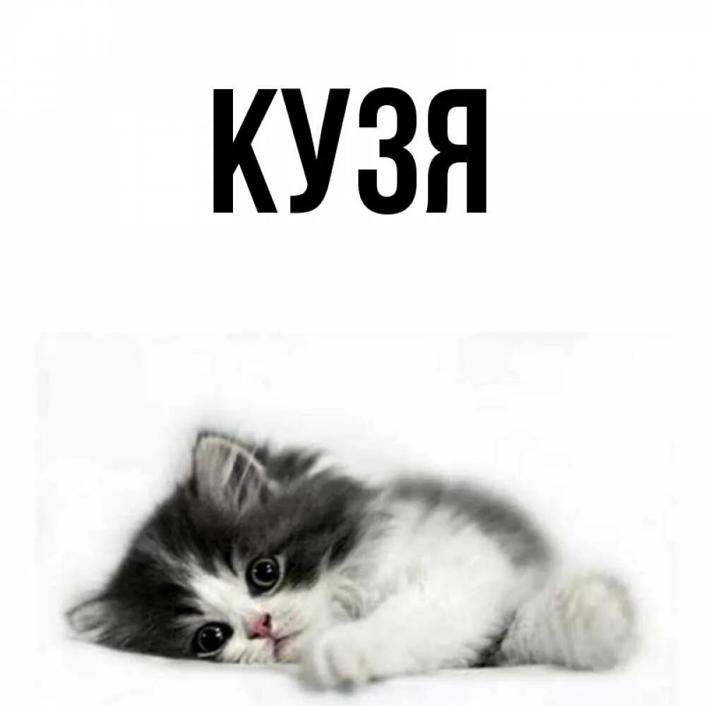 Кличка для кота. Кличка кузя. Имя кузя. Кличка кузя. Кличка кузя.