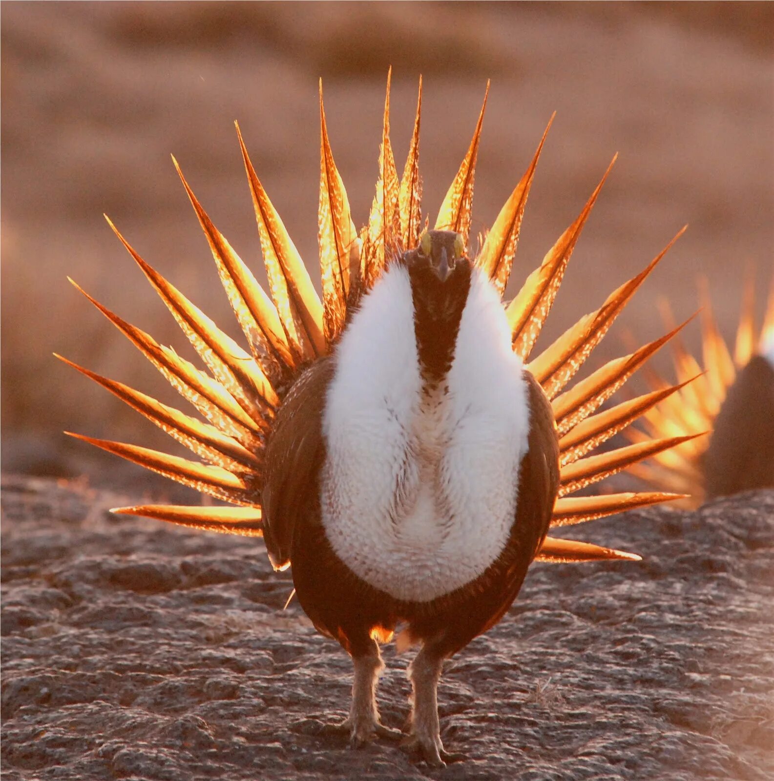 Полынный (шалфейный) тетерев. Полынный (шалфейный) тетерев. Шалфейный тетерев самец. Полынный (шалфейный) тетерев. Тетерев шалфейный (centrocercus urophasianus).