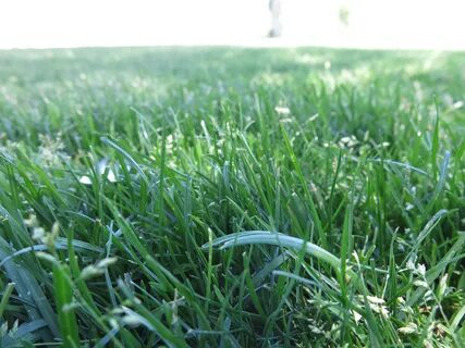 Blue grass