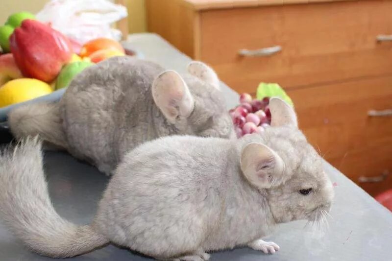 Животные на продажу. Авито бугульма животные. Авито бугульма животные. Авито бугульма животные. Кролик и другие звери.