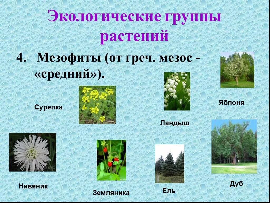 Растения мезофиты. Мезофиты примеры. Мезофиты примеры растений. Экологические группы растений.