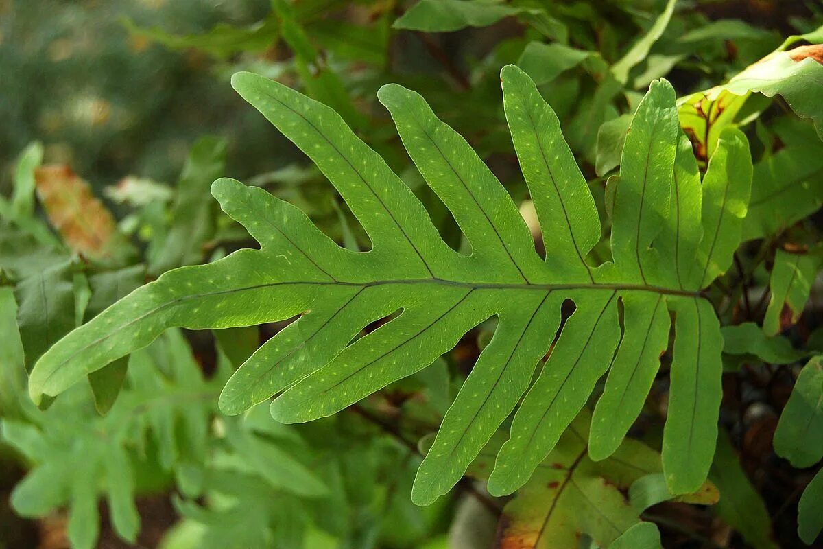 Lower plants. Папоротник многоножка Полиподиум. Папоротник флебодиум. Папоротник Полиподиум золотистый. Папоротник флебодиум золотистый (Aureum.