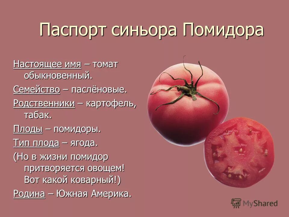 Помидор имя прилагательное подобрать. Томат Тип плода. Помидор вид плода. Помидор название плода. Тип плода томата обыкновенного.