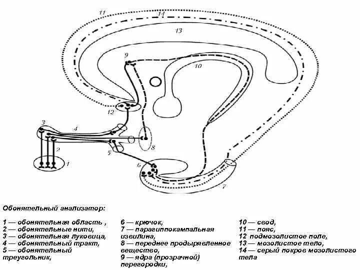Обонятельный нерв схема пути. Схема периферической части обонятельного анализатора. Схема работы обонятельного анализатора. Проводящий путь обонятельного анализатора схема. Схема обонятельного анализатора.