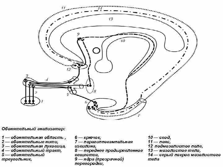 Путь обонятельного анализатора схема. Проводящие пути обонятельного анализатора. Проводящий путь обонятельного нерва схема. Проводящие пути обонятельного анализатора схема.
