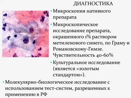 Микроскопия окрашенных препаратов