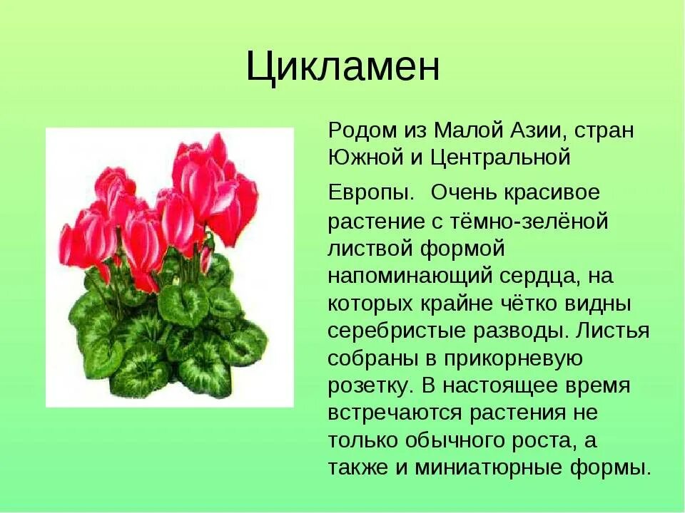 Презентация на тему цветы. Рассказ о комнатном цветке. Описание цветка. Описать любой цветок.