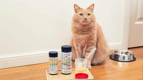Кошка писает кровью лечение