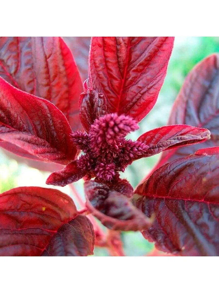 Как называется цветок бордовый лист. Амарант метельчатый бордовый. Амарант ред Гарнет. Амарант красный. Амарант с бордовыми листьями.