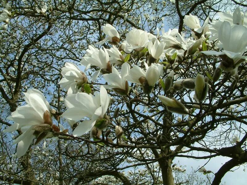 Магнолия растет в россии. Магнолия Кобус (Magnolia Kobus). Магнолия грандифлора. Магнолия грандифлора дерево. Магнолия дарахти.