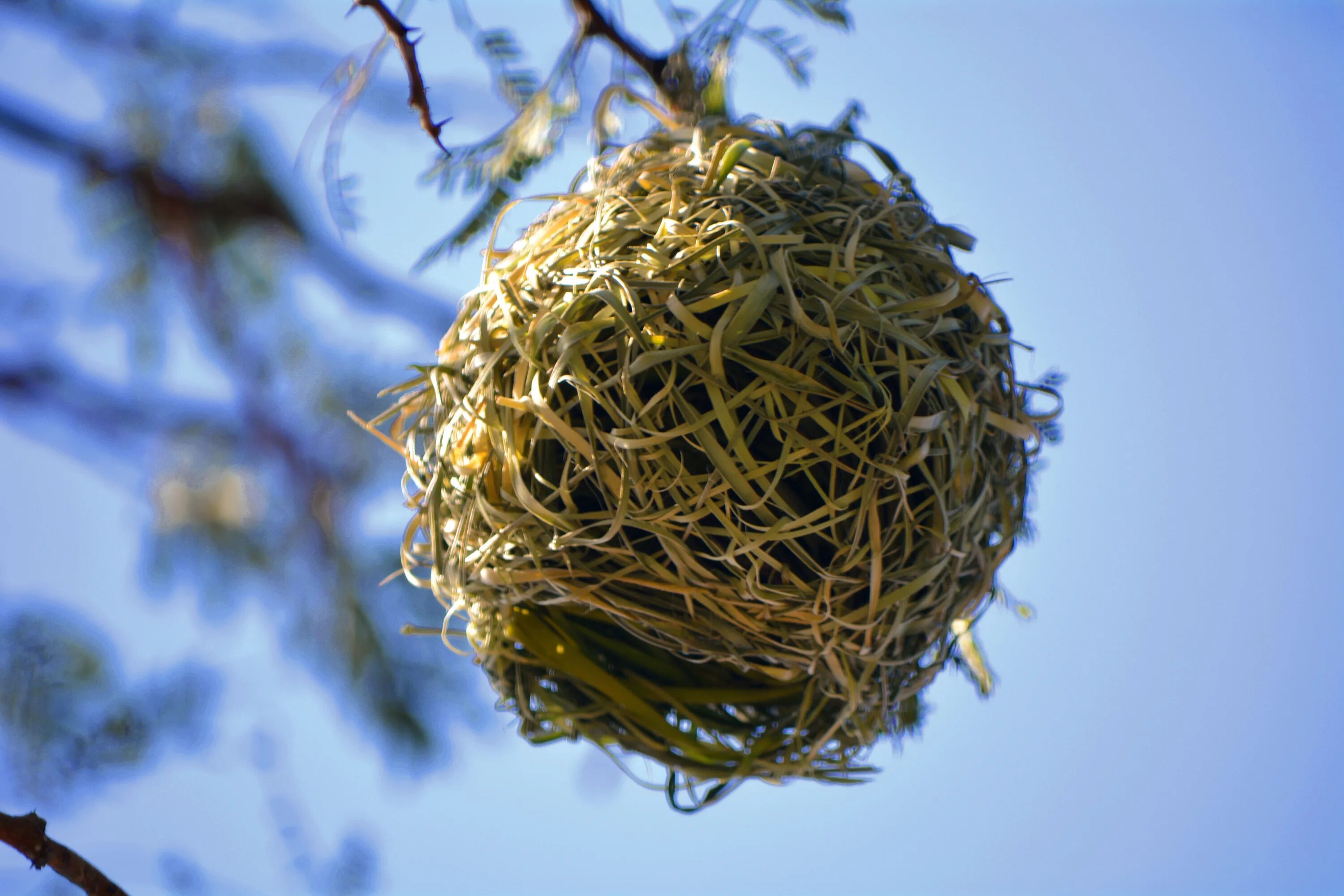 Plant nest. Гнездо гнездиться гнездовье гнездовой. Гнездо вьюрка. Гнездовье Лашш. Джексон ш. "Птичье гнездо".