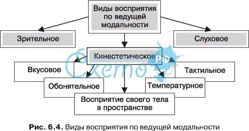 Слуховое восприятие форма восприятия. Виды модальности восприятия. Тип ведущей модальности восприятия схема. Классификация восприятия по модальности. Виды зрительного восприятия.