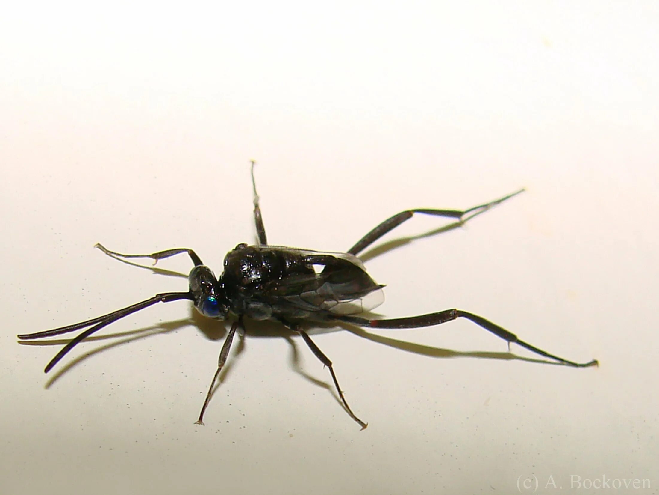 Черное насекомое похожее. Черное насекомое похожее на муху. Жук с длинными ногами. Насекомые с длинными лапками. Летающее насекомое похожее на паука.