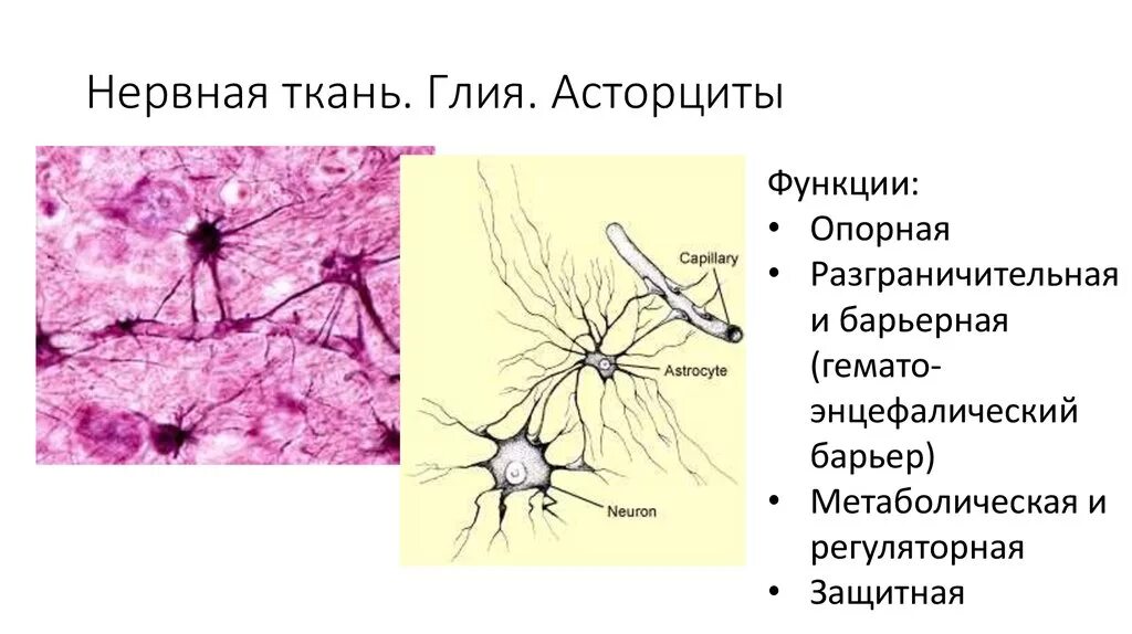 Астроцитарная глия гистология. Нервная ткань глия клетки. Мозг строение глия. Глиальные клетки нервной ткани гистология. Виды нейроглии