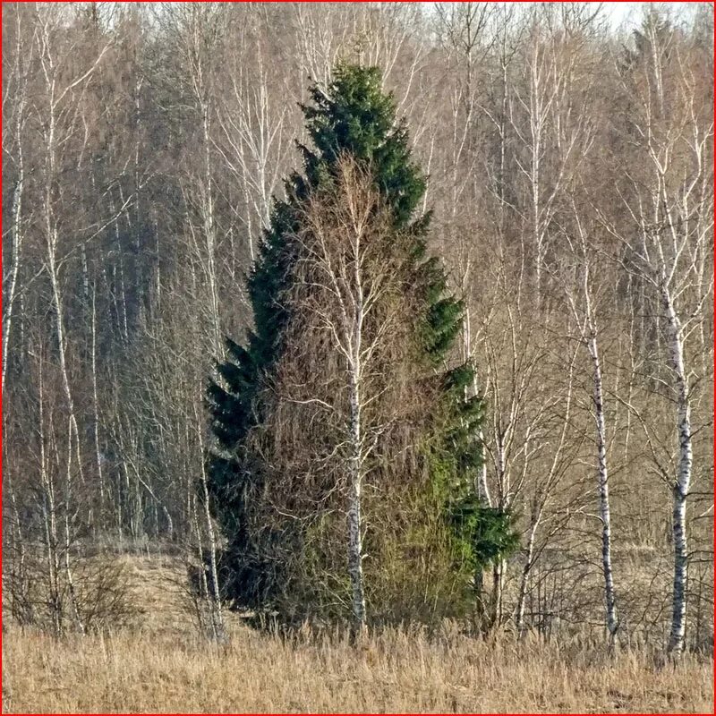 Елка береза. Елка и береза. Ель и береза. Елка береза. Самосев березы.