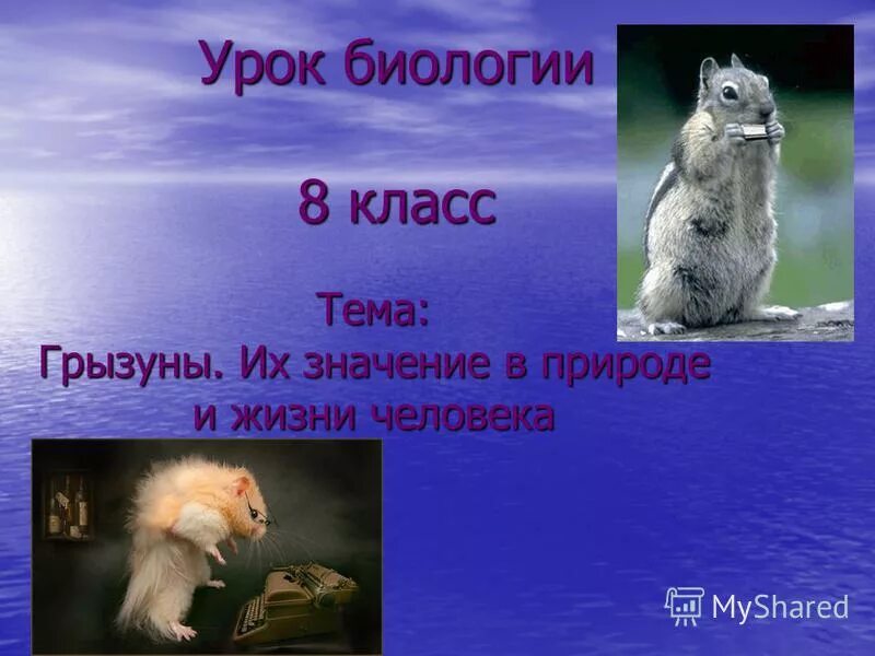 зайцеобразные значение в природе и жизни человека. отряд грызуны значение в природе. значение грызунов в природе. роль грызунов в жизни человека. каково значение грызунов в жизни человека.