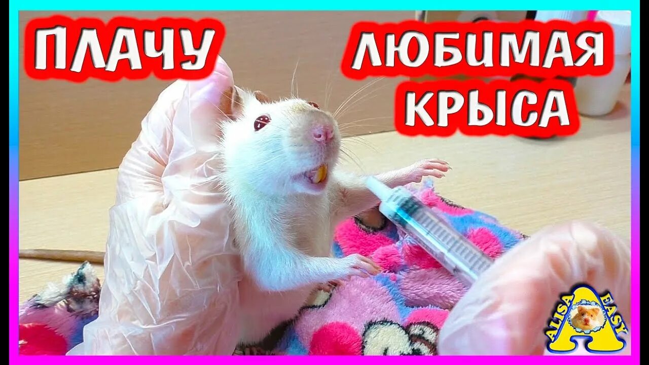 Алиска крыска. Крыса белая игрушка. Крыса алиса. Лукашенко крыса. Крыса алиса.