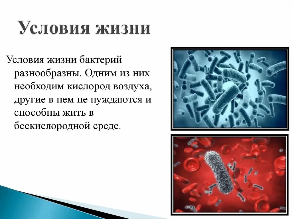 Бактерии в бескислородной среде. Условия жизни бактерий. Условия жизни микроорганизмов. Что такое микроорганизмы в бескислородных условиях это. Микроорганизмы живущие в бескислородных условиях это.