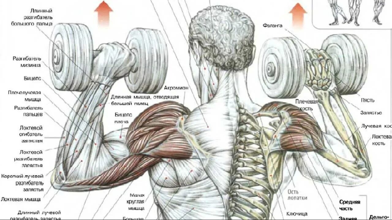 Средняя дельта с гантелями. Упражнения на дельтовидные мышцы с гантелями. Жим гантелей передняя Дельта. Упражнения для прокачки мышц плеча. Упражнения для дельтовидной мышцы плеча.