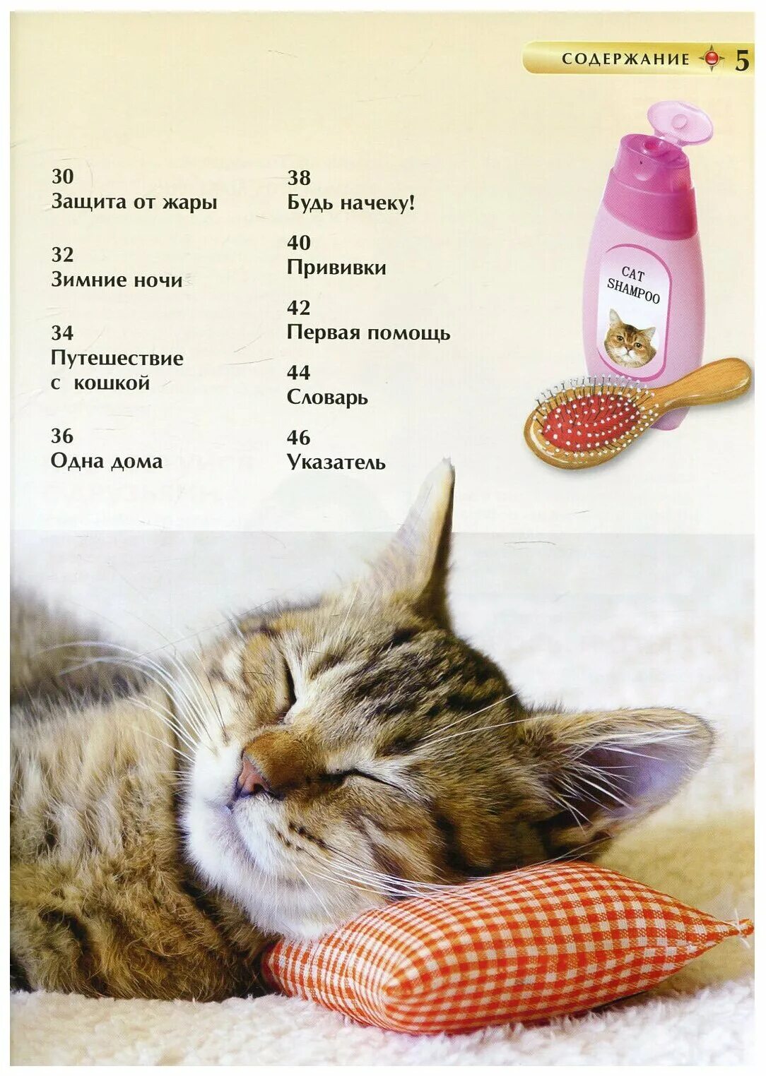 Нужные вещи для котёнка. Список вещей для котенка. Список для котят. Необходимые вещи для котенка. Что нужно для котенка в квартире список.