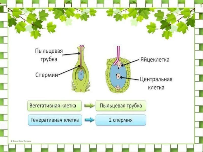 Вегетативная клетка у цветковых растений. Половое размножение цветковых растений. Вегетативная клетка у растений. Вегетативная клетка у покрытосеменных.