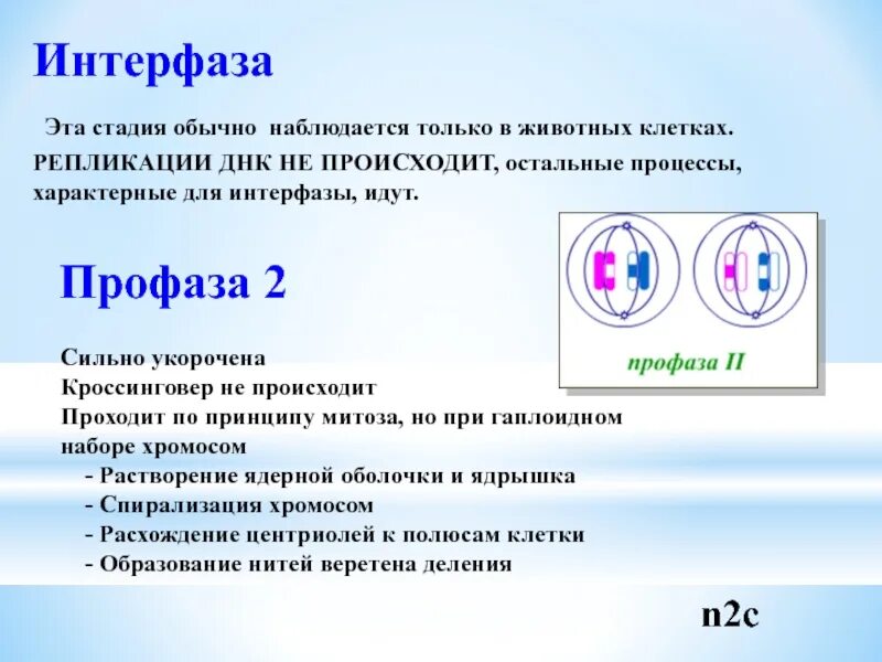 Интерфаза мейоза 2. Периоды интерфазы мейоза. Интерфаза мейоза 1 и 2. Этапы интерфазы.