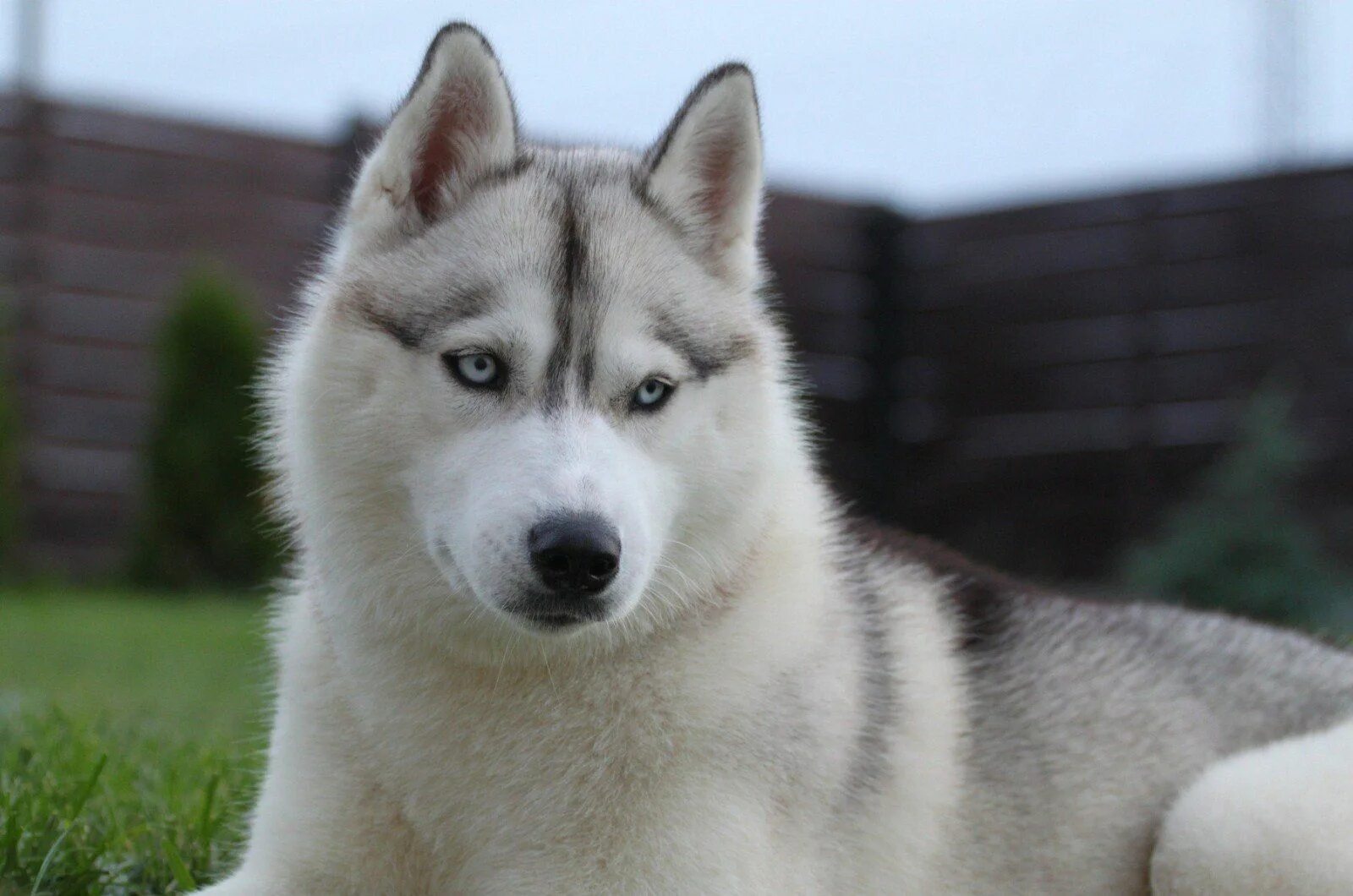 Порода сибирский хаски. Сибирский хаски. Порода хаски. Сибирский хаски / Siberian Husky.