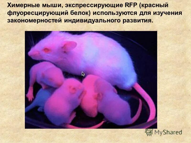 мышка химера