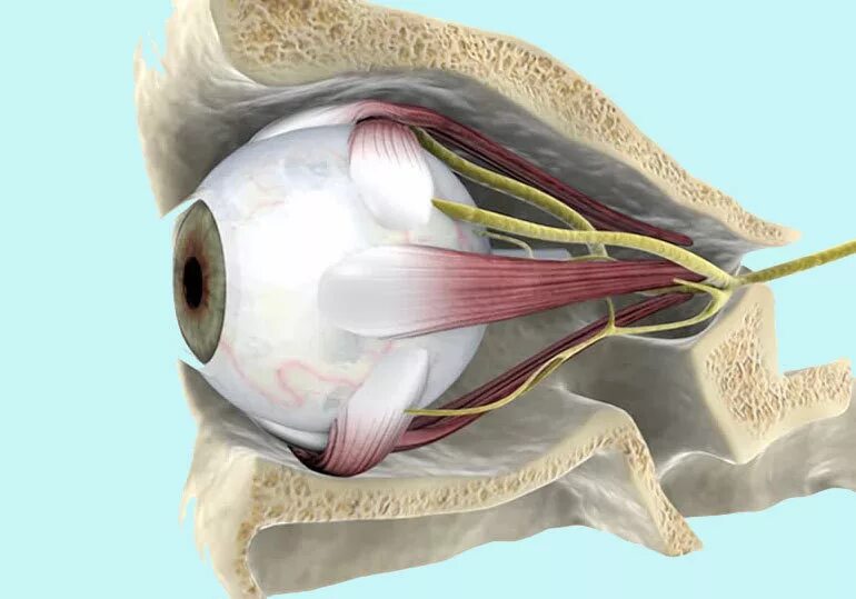 Окулопластика. Окулопластика (офтальмопластика). Тест на патологии сетчатки. Как лечат окулопластика. Тест сетчатки глаза
