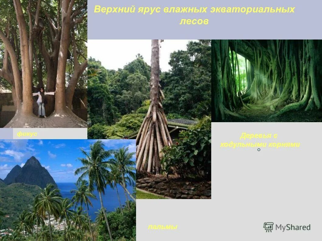 Растения в влажных экваториальных лесах. Влажный экваториальный лес растения. Влажные экваториальные леса растения. Тропические дождевые леса африка. Масличная пальма природная зона.