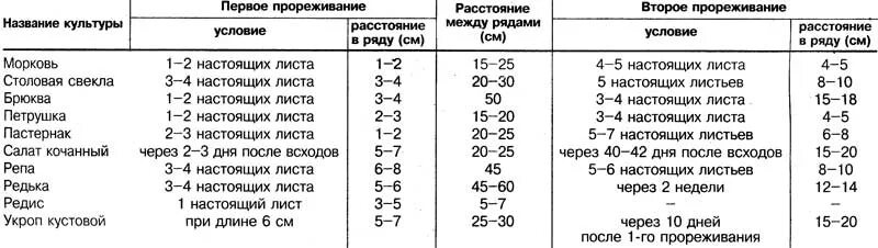 При какой температуре всходят семена. Морковь схема посадки в открытый грунт. Схема посадки моркови в открытом грунте. Интервал посадки моркови. Через какое расстояние сажать морковь.