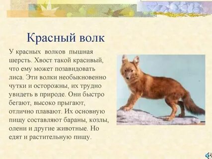 Красный волк сообщение 2 класс