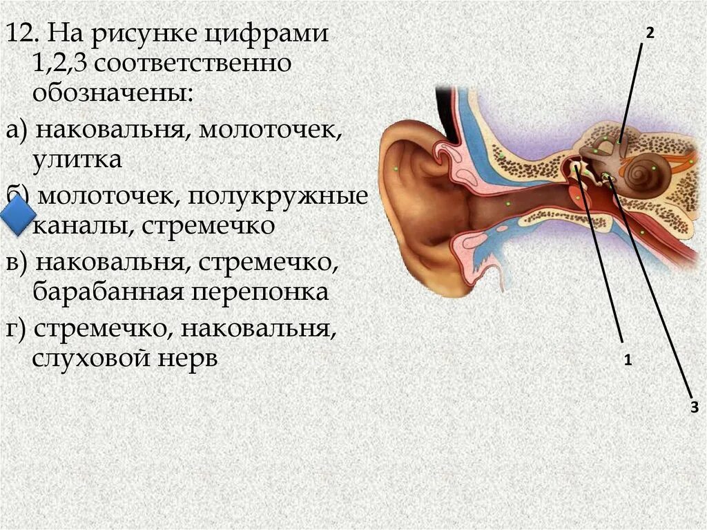 Барабанная перепонка овальное окошко стремечко. Наковальня со стремечком это внутреннее ухо. Строение барабанной перепонки 8 класс. Барабанная перепонка, стремечко, наковальня и молоточек. Стремечко наковальня.