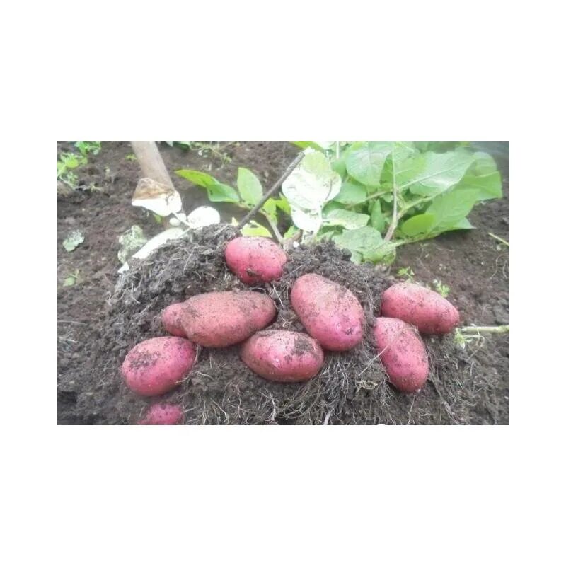 Сроки созревания картофеля ред скарлет. Картофель ред скарлетт. ред скарлетт сорт картофеля. ред скарлет картофель ботва. картофель сорт леди скарлетт.