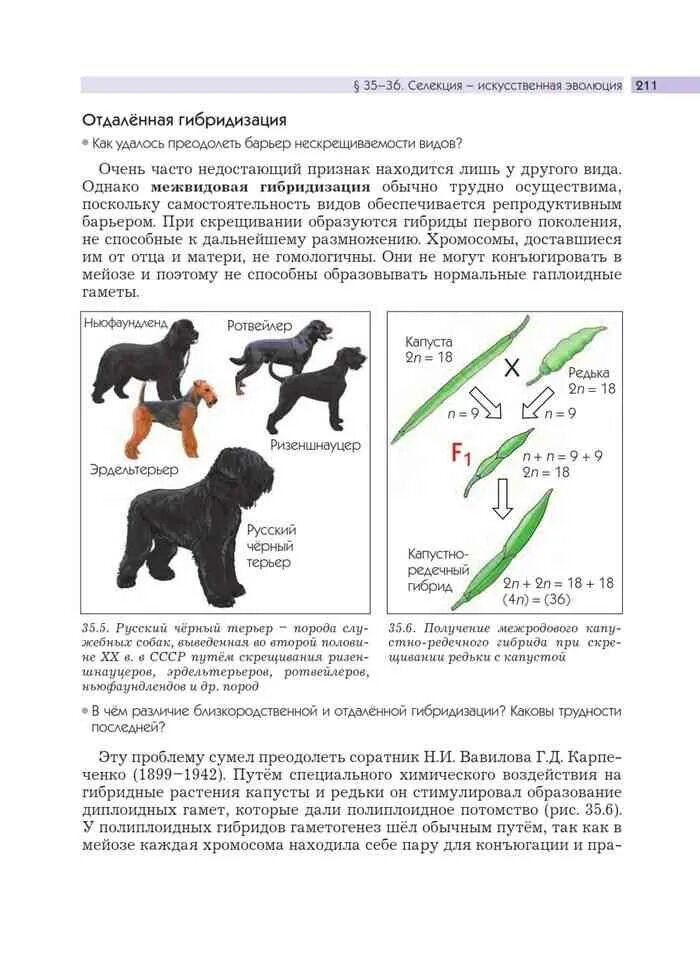 Последовательность получения плодовитого капустно редечного гибрида. Капустно-редечный гибрид карпеченко. селекция биология учебник. книга по биологии селекция. капустно-редечным гибридом.