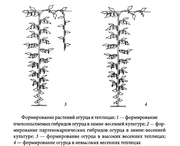 Как прищипывать огурцы в теплице. Схема формирования огурца в теплице. Формирование партенокарпических огурцов. Схема пасынкования огурцов в теплице. Формирование партенокарпических огурцов в теплице схема.