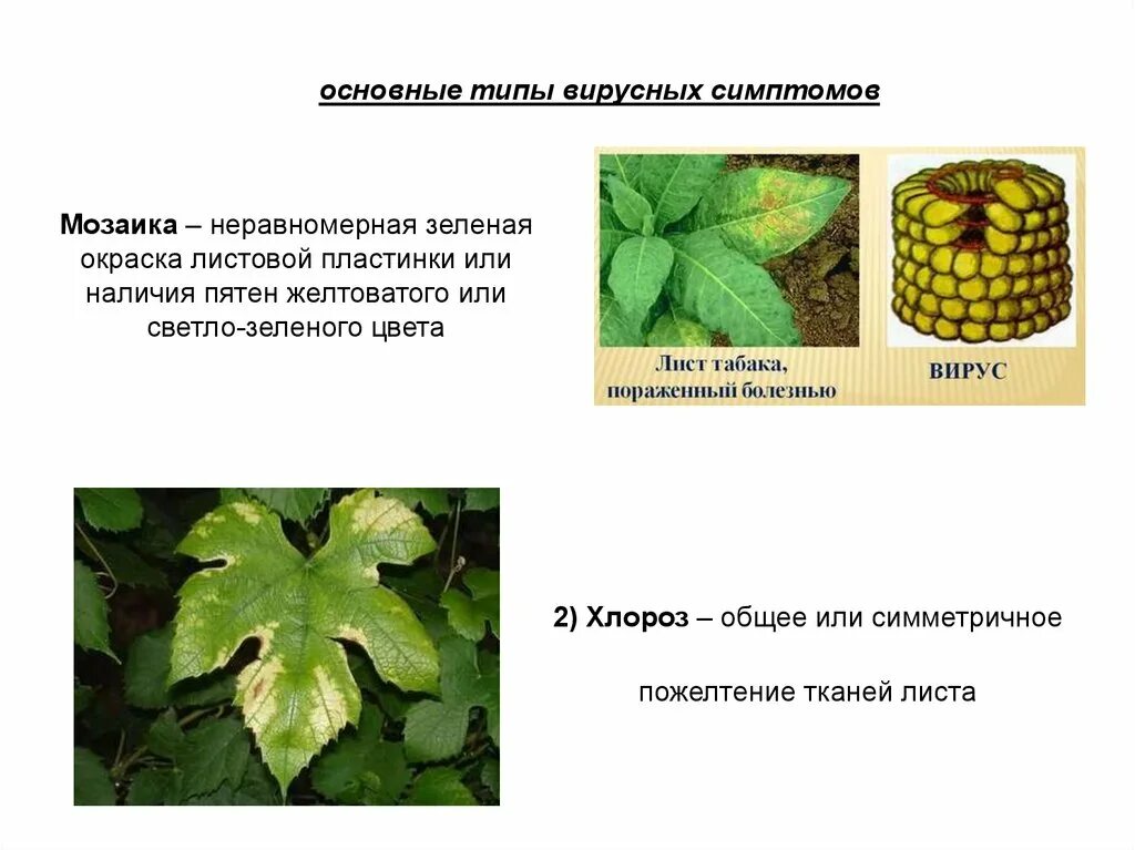 Заболевание растений хлороз. Вирусные заболевания растений мозаика. Хлороз растений вирусы. Симптомы вирусных болезней растений. Определение болезней растений