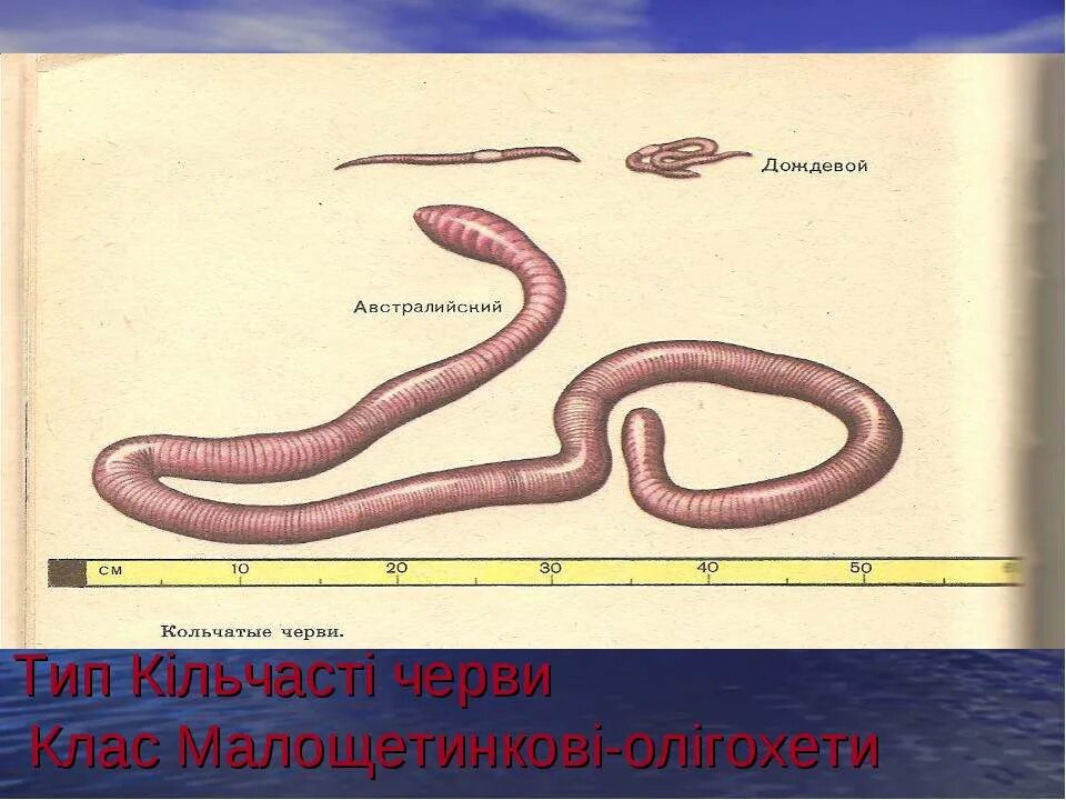 Кольчатые черви половая. Кольчатые черви. Строение дождевого червя. Малощетинковые кольчатые черви. Размножение кольчатых червей.