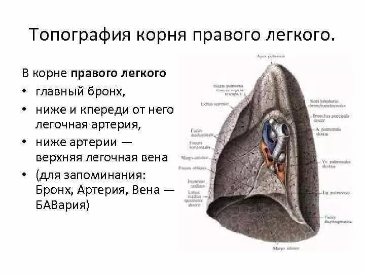 Ворота легкого образования. Корень правого легкого топография. Топография элементов корня легкого. Корень левого легкого анатомия. Топография структур корня правого лёгкого сверху вниз.