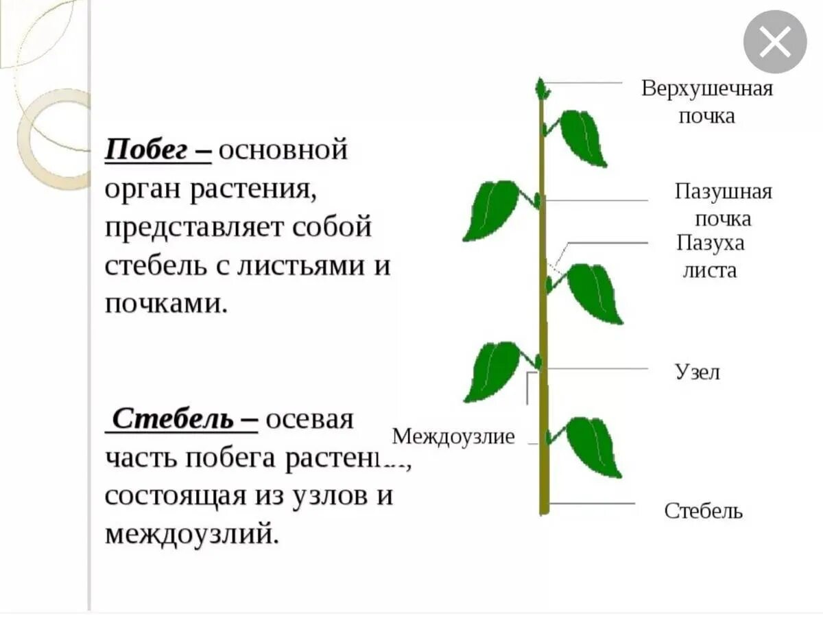 Движение органов растений или изменение
