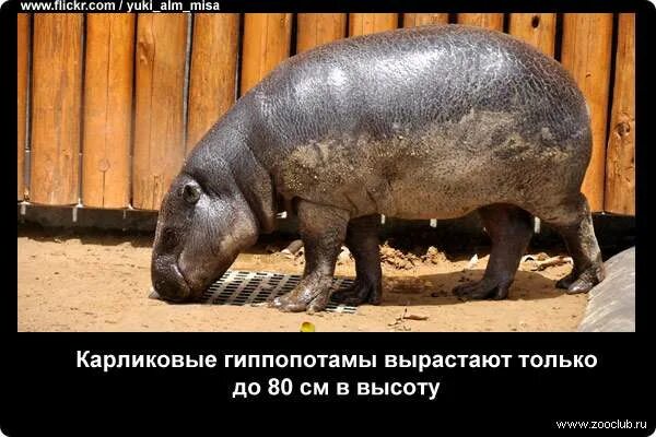 Факты о бегемотах. Кастрированный бегемот. Факты о бегемотах. Факты о бегемотах. Необычные факты о бегемотах.