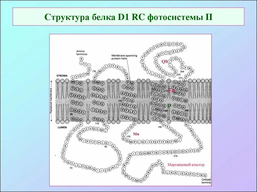 Катепсин. Белок d1. Белки лектины. Белок казеиноген структура. Surfactant proteins a d s b.