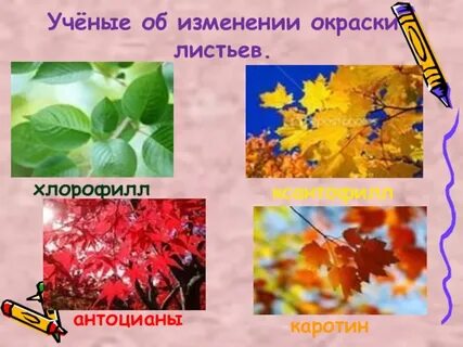 Листьев окрашенных в желтый