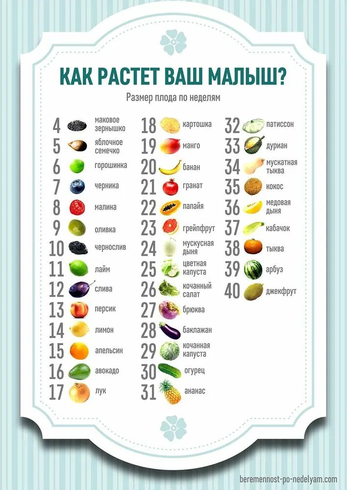 Длина плода по неделям. Вес ребенка плода по неделям беременности. Вес плода по неделям беременности таблица нормы. Размер плода по неделям беременности таблица. Вес ребёнка при беременности по неделям таблица.