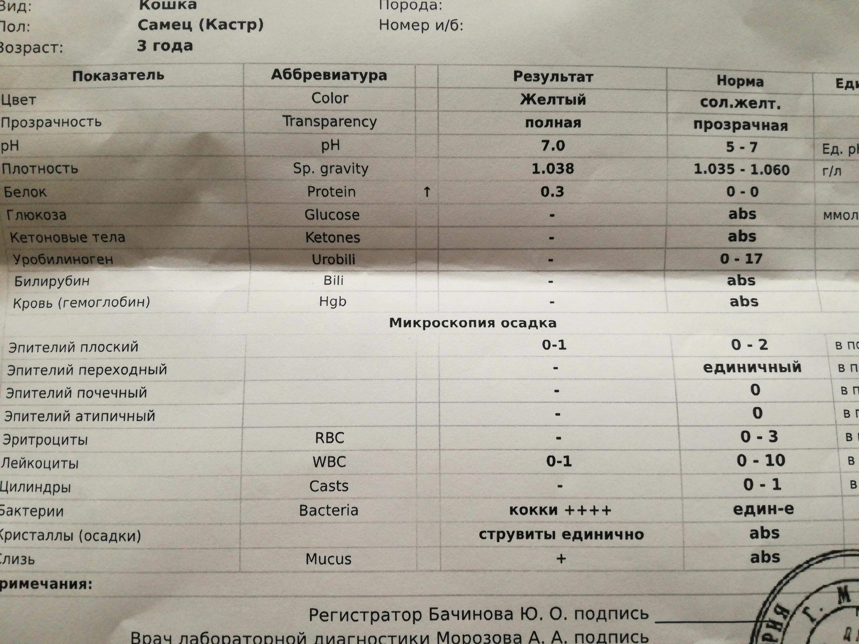 Общий белок у кошек. Исследование мочи кота нормы. Показатели анализа мочи у кота. Нормальный анализ мочи у кота. Общий анализ мочи у кошек.