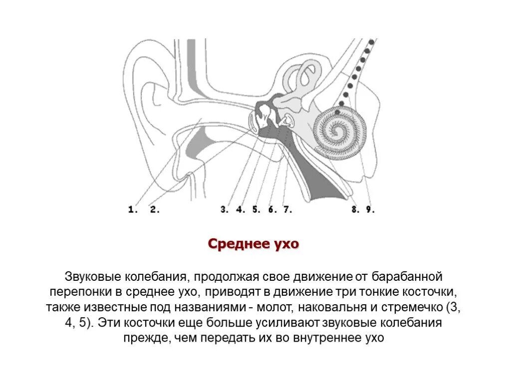 Слуховой анализатор усиливающий звуковые. Физиология наружного и среднего уха. Усиливает звуковые колебания. Наружный слуховой проход. Механизм восприятия звука слуховым анализатором.