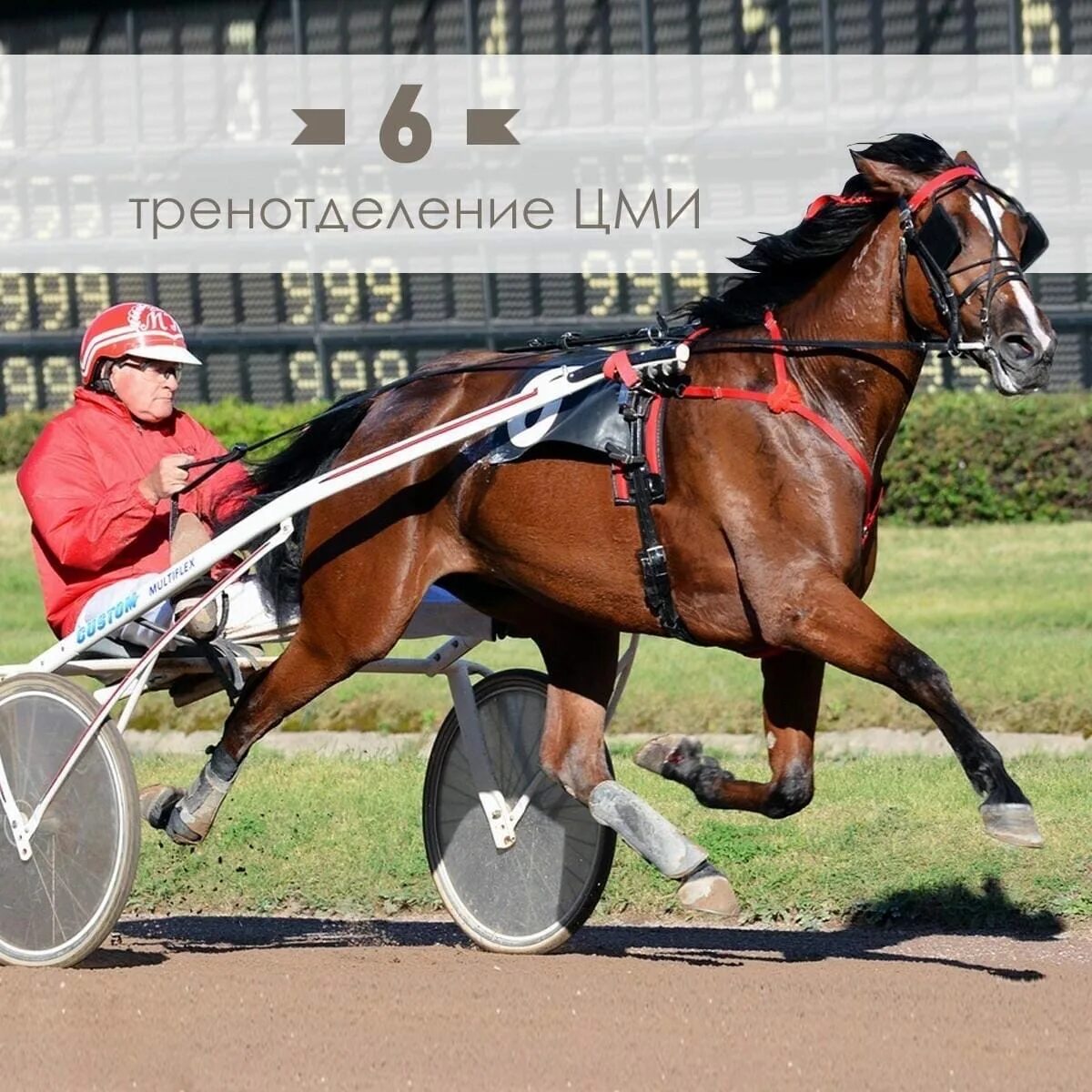 ЦМИ Московский ипподром. ЦМИ наездники. Мастер наездник