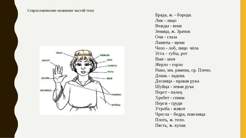 Сбивч вый ответ. Части тела на древнерусском языке. Старинные названия частей тела. Название частей тела на старославянском. Древнииназвани частей тела.